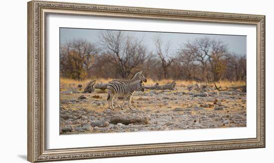 Zebras at Sunrise-Alex Saberi-Framed Photographic Print