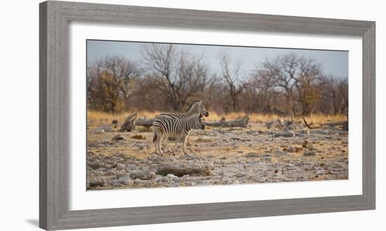 Zebras at Sunrise-Alex Saberi-Framed Photographic Print