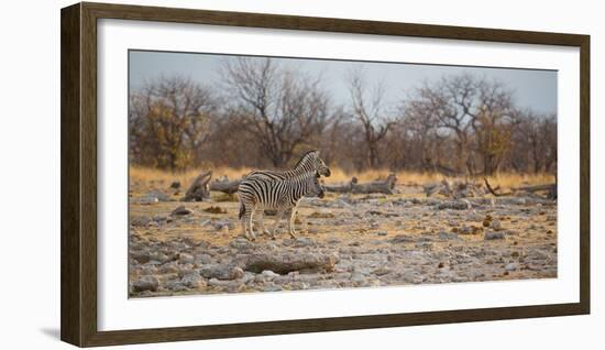 Zebras at Sunrise-Alex Saberi-Framed Photographic Print