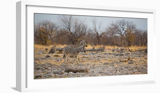 Zebras at Sunrise-Alex Saberi-Framed Photographic Print
