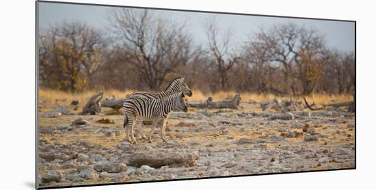 Zebras at Sunrise-Alex Saberi-Mounted Photographic Print