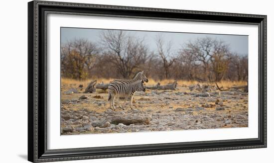 Zebras at Sunrise-Alex Saberi-Framed Photographic Print