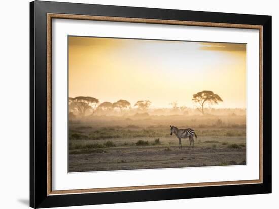 Zebras at sunset in Amboseli National Park, Kenya, East Africa, Africa-null-Framed Photographic Print