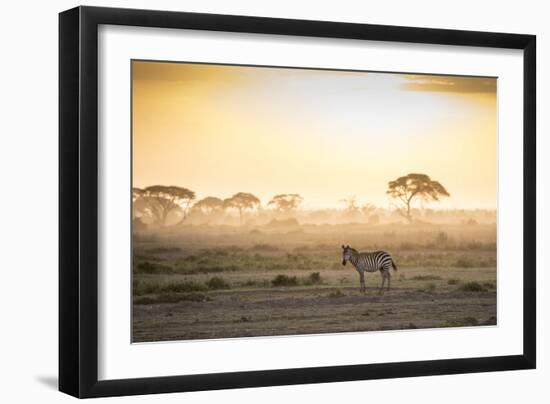 Zebras at sunset in Amboseli National Park, Kenya, East Africa, Africa-null-Framed Photographic Print