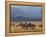 Zebras at the Nechisar National Park, Ethiopia, Africa-Michael Runkel-Framed Premier Image Canvas