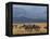 Zebras at the Nechisar National Park, Ethiopia, Africa-Michael Runkel-Framed Premier Image Canvas