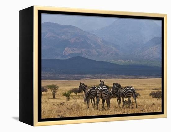 Zebras at the Nechisar National Park, Ethiopia, Africa-Michael Runkel-Framed Premier Image Canvas