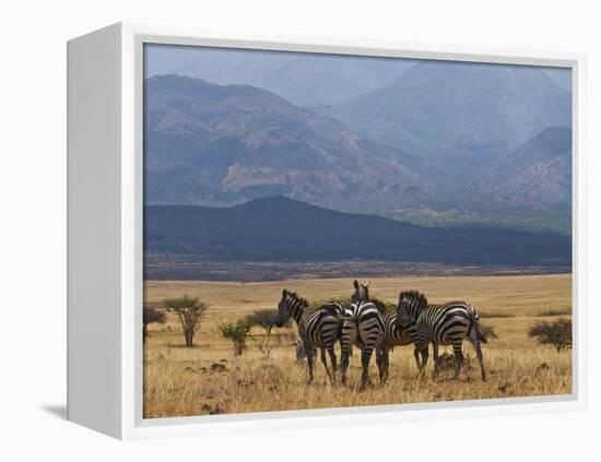 Zebras at the Nechisar National Park, Ethiopia, Africa-Michael Runkel-Framed Premier Image Canvas