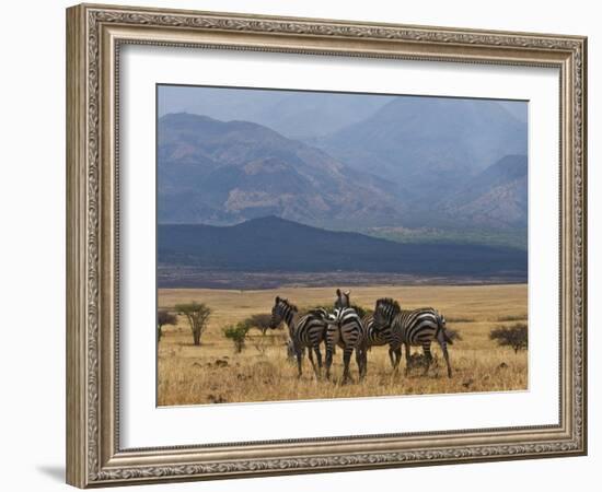 Zebras at the Nechisar National Park, Ethiopia, Africa-Michael Runkel-Framed Photographic Print