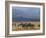 Zebras at the Nechisar National Park, Ethiopia, Africa-Michael Runkel-Framed Photographic Print