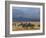 Zebras at the Nechisar National Park, Ethiopia, Africa-Michael Runkel-Framed Photographic Print