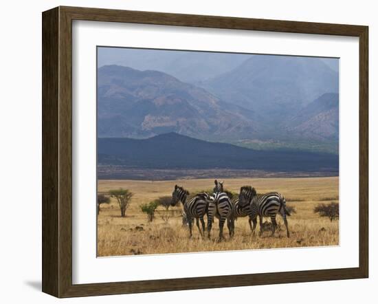 Zebras at the Nechisar National Park, Ethiopia, Africa-Michael Runkel-Framed Photographic Print