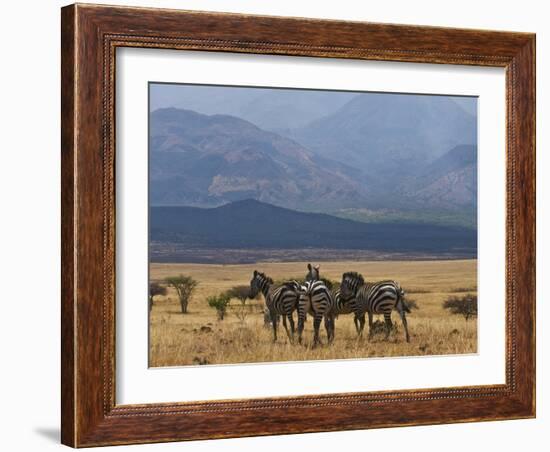 Zebras at the Nechisar National Park, Ethiopia, Africa-Michael Runkel-Framed Photographic Print