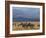 Zebras at the Nechisar National Park, Ethiopia, Africa-Michael Runkel-Framed Photographic Print