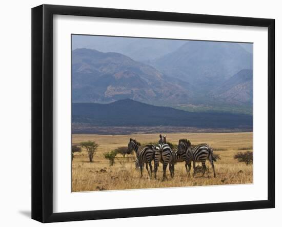 Zebras at the Nechisar National Park, Ethiopia, Africa-Michael Runkel-Framed Photographic Print