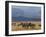 Zebras at the Nechisar National Park, Ethiopia, Africa-Michael Runkel-Framed Photographic Print