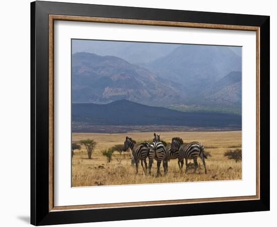 Zebras at the Nechisar National Park, Ethiopia, Africa-Michael Runkel-Framed Photographic Print