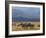 Zebras at the Nechisar National Park, Ethiopia, Africa-Michael Runkel-Framed Photographic Print