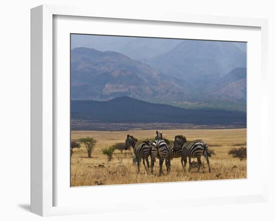 Zebras at the Nechisar National Park, Ethiopia, Africa-Michael Runkel-Framed Photographic Print