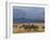 Zebras at the Nechisar National Park, Ethiopia, Africa-Michael Runkel-Framed Photographic Print