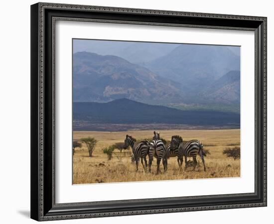 Zebras at the Nechisar National Park, Ethiopia, Africa-Michael Runkel-Framed Photographic Print