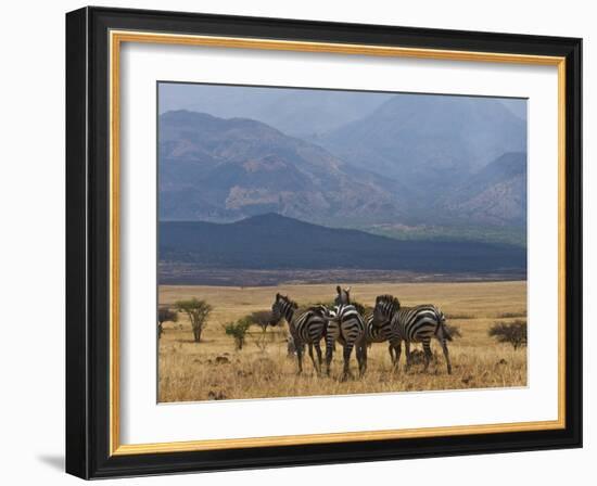 Zebras at the Nechisar National Park, Ethiopia, Africa-Michael Runkel-Framed Photographic Print