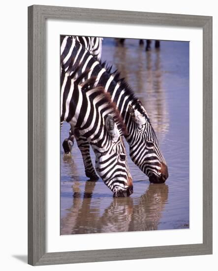 Zebras at the Water Hole, Tanzania-David Northcott-Framed Photographic Print