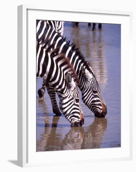 Zebras at the Water Hole, Tanzania-David Northcott-Framed Photographic Print