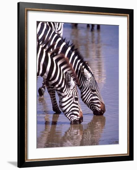 Zebras at the Water Hole, Tanzania-David Northcott-Framed Photographic Print