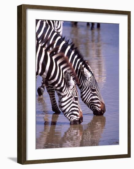 Zebras at the Water Hole, Tanzania-David Northcott-Framed Photographic Print