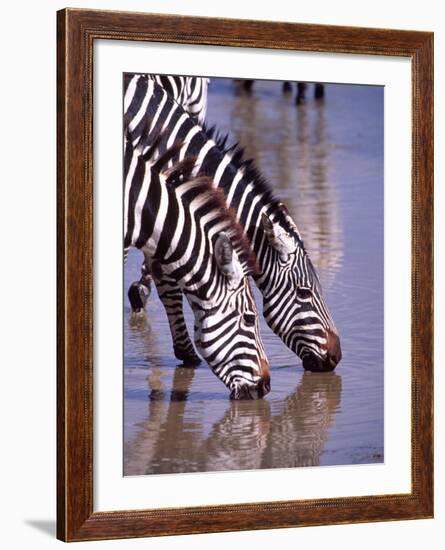 Zebras at the Water Hole, Tanzania-David Northcott-Framed Photographic Print