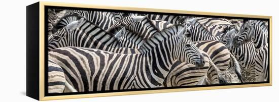 Zebras at waterhole, Namibia, Africa-Art Wolfe Wolfe-Framed Premier Image Canvas