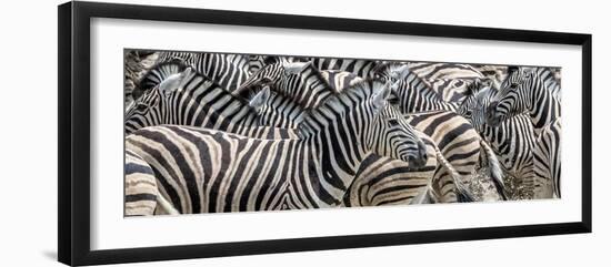 Zebras at waterhole, Namibia, Africa-Art Wolfe Wolfe-Framed Photographic Print