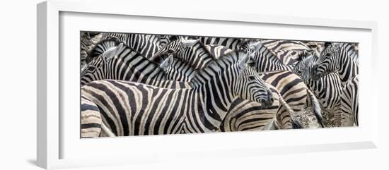 Zebras at waterhole, Namibia, Africa-Art Wolfe Wolfe-Framed Photographic Print