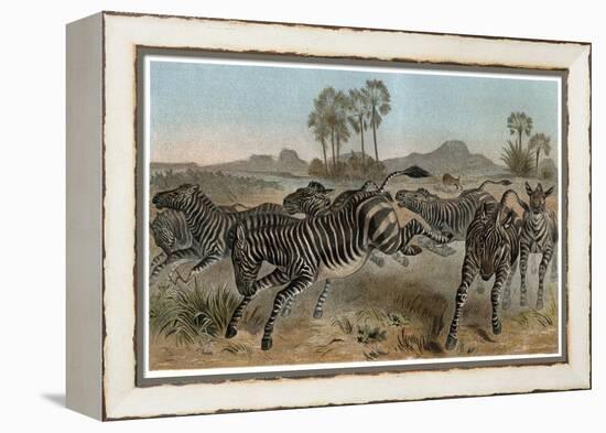 Zebras by Alfred Edmund Brehm-Stefano Bianchetti-Framed Premier Image Canvas