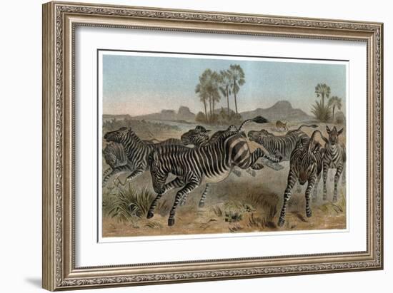 Zebras by Alfred Edmund Brehm-Stefano Bianchetti-Framed Giclee Print