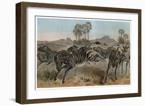 Zebras by Alfred Edmund Brehm-Stefano Bianchetti-Framed Giclee Print