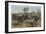 Zebras by Alfred Edmund Brehm-Stefano Bianchetti-Framed Giclee Print