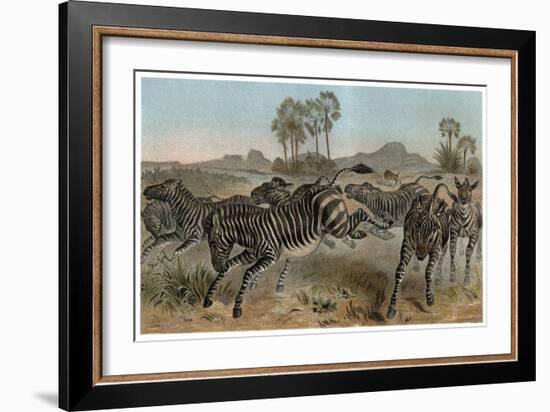 Zebras by Alfred Edmund Brehm-Stefano Bianchetti-Framed Giclee Print