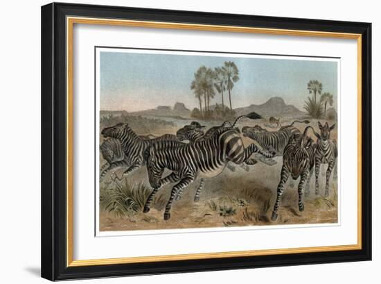 Zebras by Alfred Edmund Brehm-Stefano Bianchetti-Framed Giclee Print