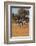 Zebras. Camelthorn Lodge. Hwange National Park. Zimbabwe.-Tom Norring-Framed Photographic Print