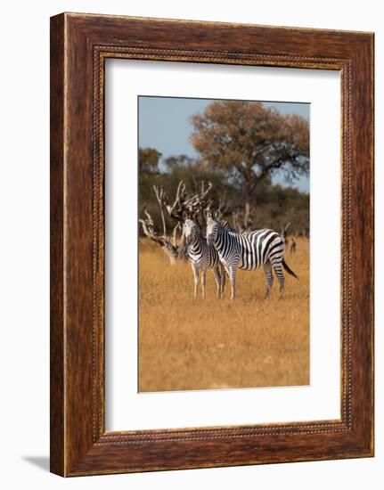 Zebras. Camelthorn Lodge. Hwange National Park. Zimbabwe.-Tom Norring-Framed Photographic Print