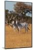 Zebras. Camelthorn Lodge. Hwange National Park. Zimbabwe.-Tom Norring-Mounted Photographic Print