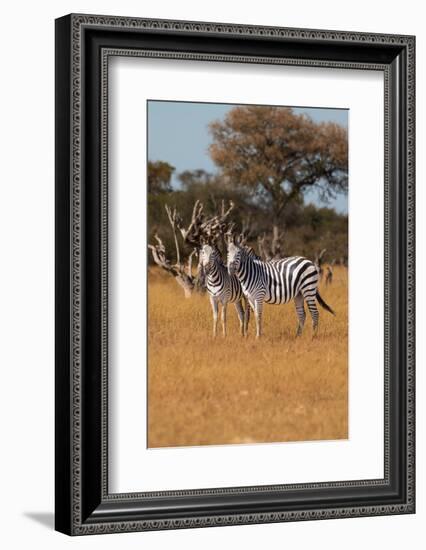 Zebras. Camelthorn Lodge. Hwange National Park. Zimbabwe.-Tom Norring-Framed Photographic Print