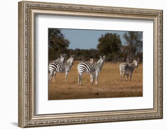 Zebras. Camelthorn Lodge. Hwange National Park. Zimbabwe.-Tom Norring-Framed Photographic Print