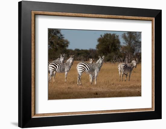 Zebras. Camelthorn Lodge. Hwange National Park. Zimbabwe.-Tom Norring-Framed Photographic Print