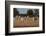 Zebras. Camelthorn Lodge. Hwange National Park. Zimbabwe.-Tom Norring-Framed Photographic Print