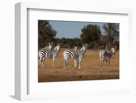 Zebras. Camelthorn Lodge. Hwange National Park. Zimbabwe.-Tom Norring-Framed Photographic Print