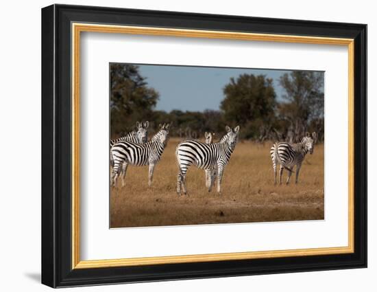 Zebras. Camelthorn Lodge. Hwange National Park. Zimbabwe.-Tom Norring-Framed Photographic Print