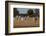 Zebras. Camelthorn Lodge. Hwange National Park. Zimbabwe.-Tom Norring-Framed Photographic Print